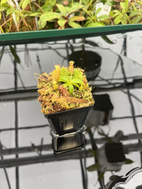 Wide Angle of Nepenthes hamata (katopasa) x edwardsiana| Clone 4 | Florae Collaborative | FC-266.04 | 20574