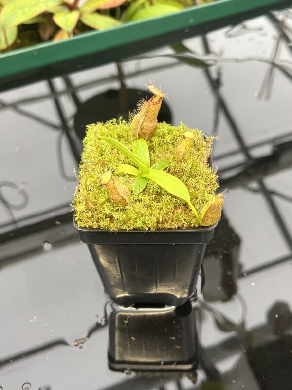 Wide Angle of Nepenthes hamata katopasa x hamata katopasa | JH | Clone 2 | Florae Collaborative | FC-337.02 | 20555