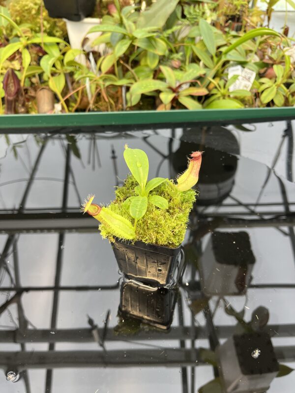 Wide Angle of Nepenthes hamata (katopasa) x truncata | Florae Collaborative | FC-14.14 | 20487
