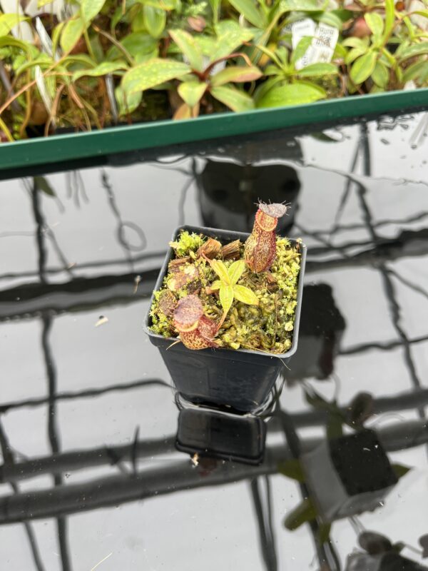 Wide Angle of Nepenthes hamata x gymnamphora | Borneo Exotics | BE-4553 | 20504