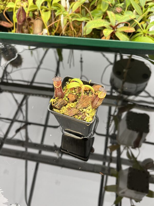 Wide Angle of Nepenthes hamata x gymnamphora | Borneo Exotics | BE-4553 | 20545