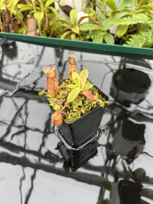 Wide Angle of Nepenthes hamata x gymnamphora | Borneo Exotics | BE-4553 | 20673