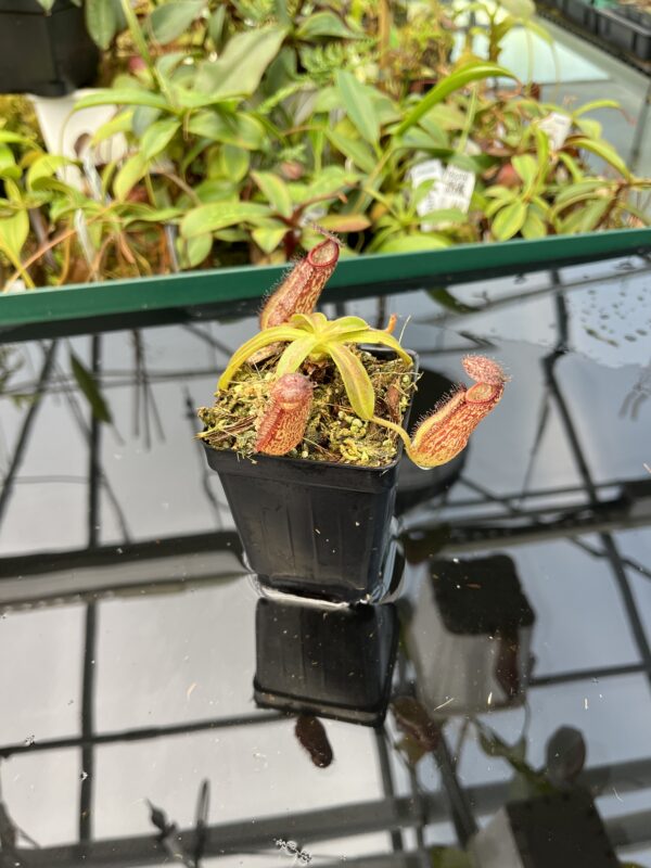 Wide Angle of Nepenthes hamata x klossii | Borneo Exotics | BE-4562 | 20482