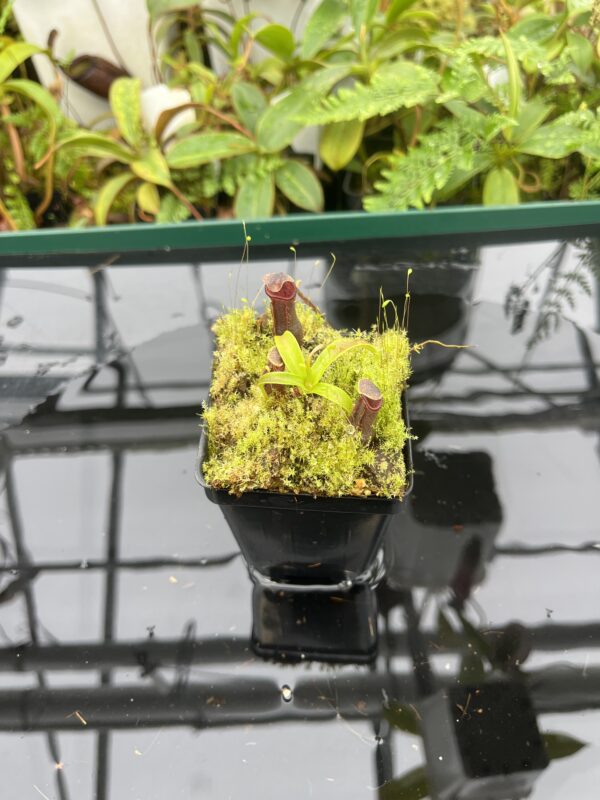 Wide Angle of Nepenthes izumiae | Borneo Exotics | BE-3925 | 20680
