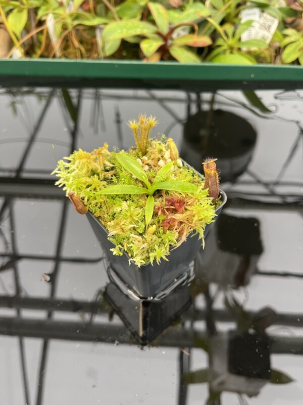 Wide Angle of Nepenthes izumiae x villosa | JH | Florae | Assorted Clones | Florae Collaborative | FC-377 | 20552