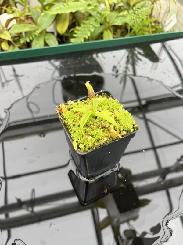 Wide Angle of Nepenthes izumiae x villosa | JH | Florae | Assorted Clones | Florae Collaborative | FC-377 | 20707