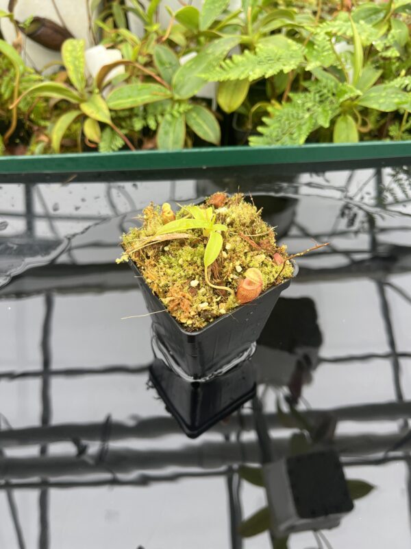 Wide Angle of Nepenthes jacquelineae | Borneo Exotics | BE-3874 | 20670