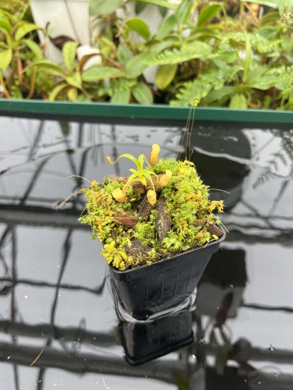 Wide Angle of Nepenthes jamban {seedgrown individuals, Barisan Mountains, North Sumatra} | Best Carnivorous Plants | BCP-2051 | 20692