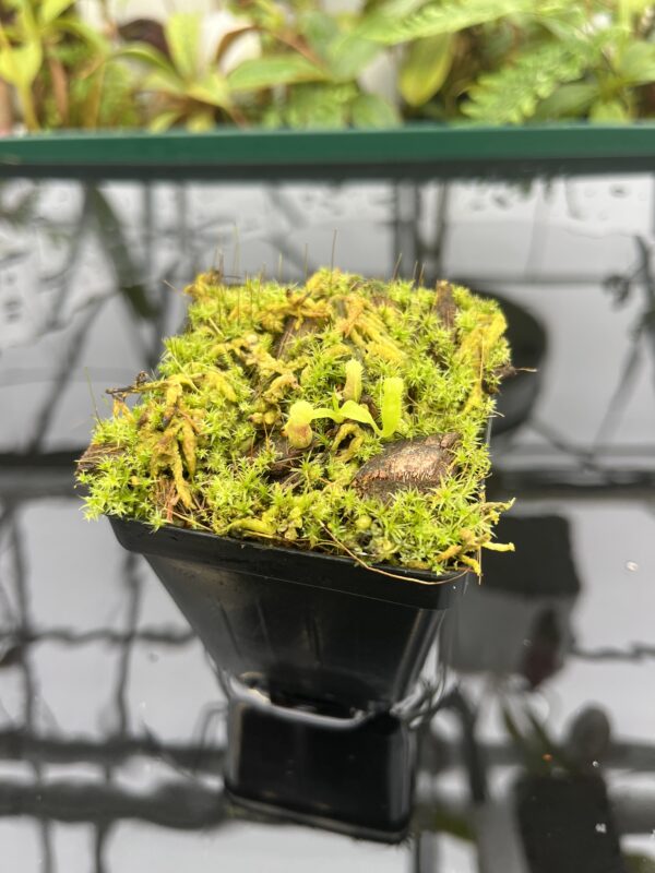 Wide Angle of Nepenthes jamban x harryana Kinabalu {seedgrown individuals, orginal Yasuhide Nakagawa cross} | Best Carnivorous Plants | BCP-00 | 20695