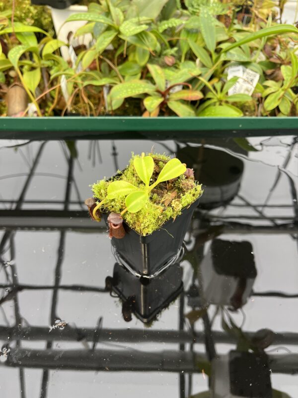 Wide Angle of Nepenthes lowii (Gunung Mentapok, Borneo) | Clone: 09 | Andreas Wistuba | AW-N_low_Ment.12 | 20554