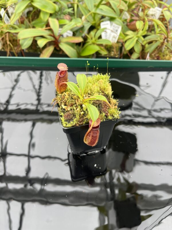 Wide Angle of Nepenthes (lowii x macrophylla) x aristolochioides | Borneo Exotics | BE-4511 | 20401