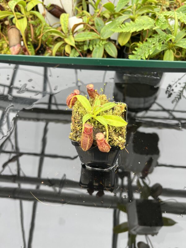 Wide Angle of Nepenthes (lowii x macrophylla) x aristolochioides | Borneo Exotics | BE-4511 | 20679