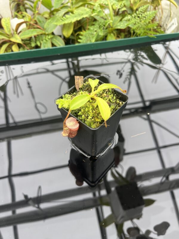Wide Angle of Nepenthes (lowii x macrophylla) x burbidgeae | Borneo Exotics | BE-4054 | 20662