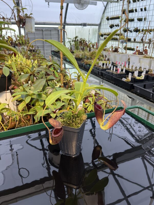 Wide Angle of Nepenthes (lowii x veitchii) x (maxima x aristolochioides) | Female | Exotica Plants | Florae Collaborative | 20425