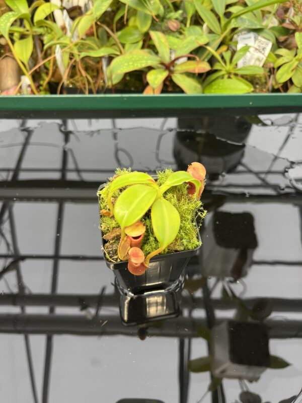 Wide Angle of Nepenthes macrophylla (Gunung Trusmadi, Borneo) | Clone: ed1 | Andreas Wistuba | AW-N_macro.8 | 20565