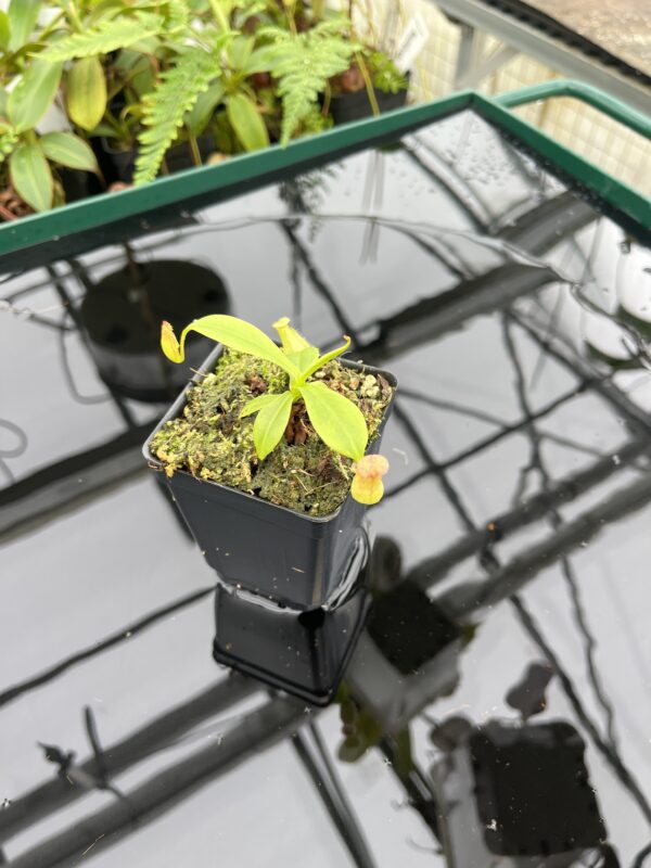 Wide Angle of Nepenthes madagascariensis | Malesiana Tropicals | MT-94 | 20609