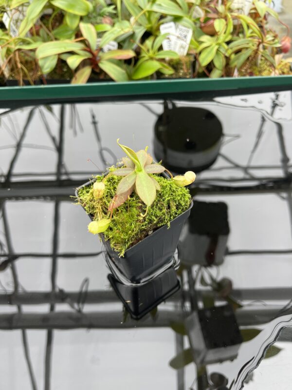 Wide Angle of Nepenthes mapuluensis | Jeremiah Harris | JH-143.01 | 20372