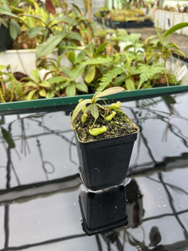 Wide Angle of Nepenthes mapuluensis | Jeremiah Harris | JH-143.04 | 20612