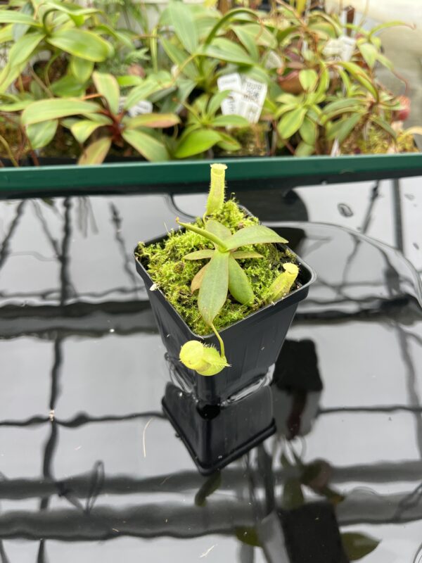 Wide Angle of Nepenthes mapuluensis | Jeremiah Harris | JH-143.05 | 20387