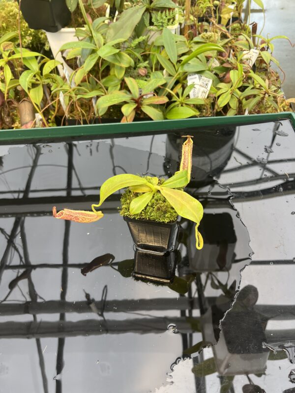 Wide Angle of Nepenthes maxima | Borneo Exotics | BE-3067 | 20490