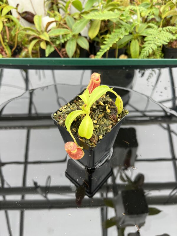 Wide Angle of Nepenthes maxima x (lowii x macrophylla) | Borneo Exotics | BE-3709 | 20646