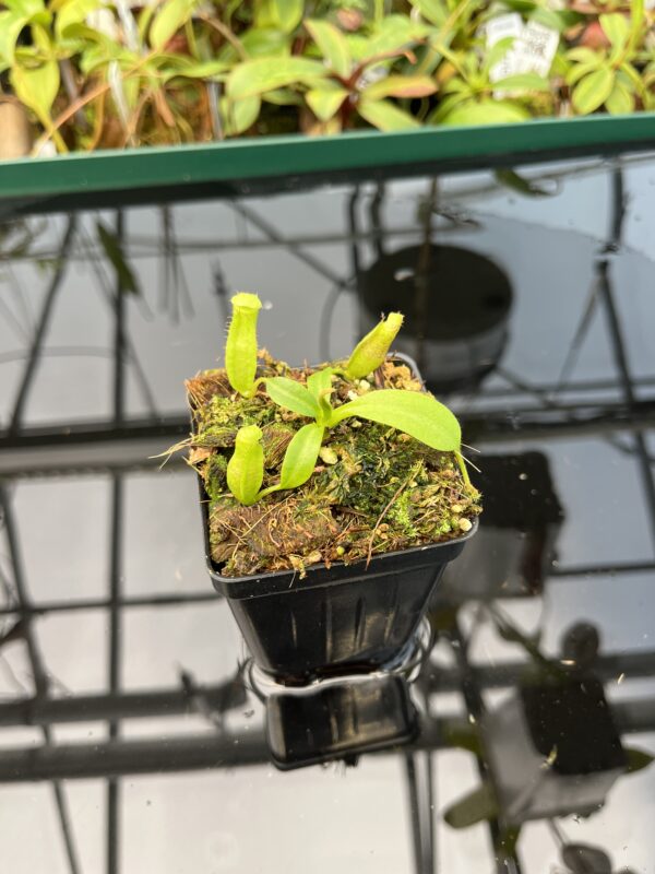 Wide Angle of Nepenthes maxima x villosa | JH | Florae | Clone 3 | Florae Collaborative | FC-375.03 | 20484