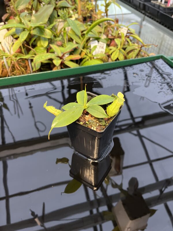 Wide Angle of Nepenthes merrilliana | Borneo Exotics | BE-3727 | 20430