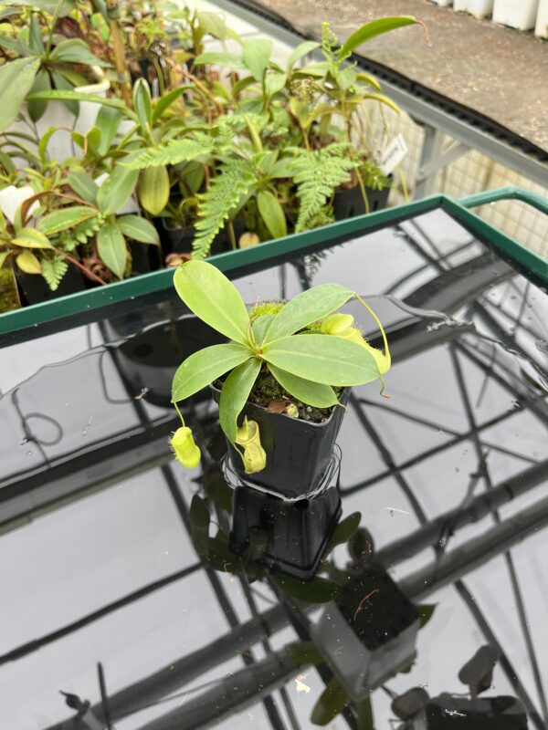 Wide Angle of Nepenthes merrilliana x campanulata | Borneo Exotics | BE-3473 | 20604