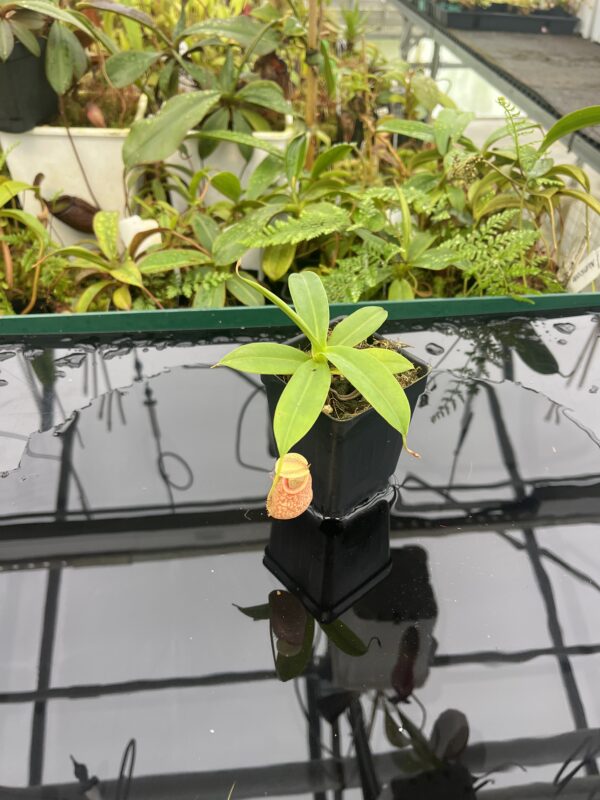 Wide Angle of Nepenthes merrilliana x glabrata | Borneo Exotics | BE-3911 | 20626