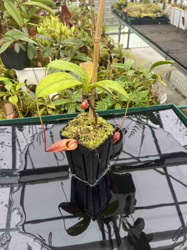 Wide Angle of Nepenthes mira | Borneo Exotics | BE-3979 | 20655
