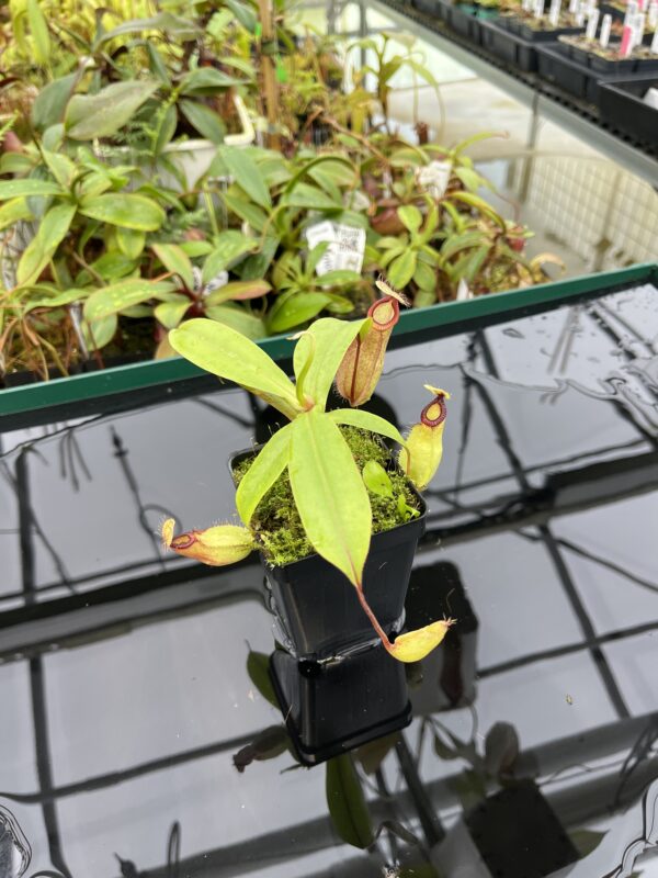 Wide Angle of Nepenthes mirabilis var. globosa x hamata | Borneo Exotics | BE-3685 | 20357
