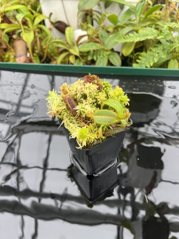 Wide Angle of Nepenthes mollis (N. hurrelliana) (Borneo) | Clone: 02 | Andreas Wistuba | AW-2 | 20688