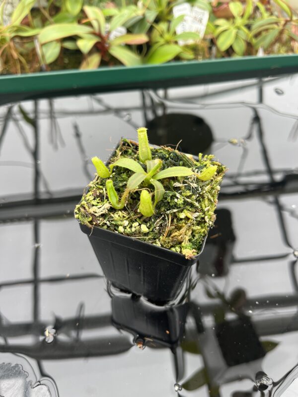 Wide Angle of Nepenthes mollis (tricolor) x veitchii ‘Candy Dreams’ | Francis Bauzon | Clone 3 | Florae Collaborative | FC-342.03 | 20396