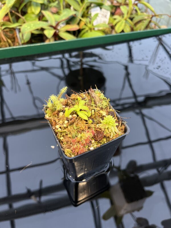 Wide Angle of Nepenthes mollis x diabolica #1. | MKS | Florae | Clone 1 | Florae Collaborative | FC-440.01 | 20441