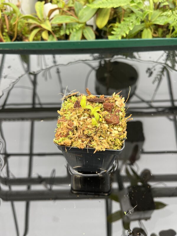 Wide Angle of Nepenthes mollis x diabolica #1. | MKS | Florae | Clone 1 | Florae Collaborative | FC-440.01 | 20715