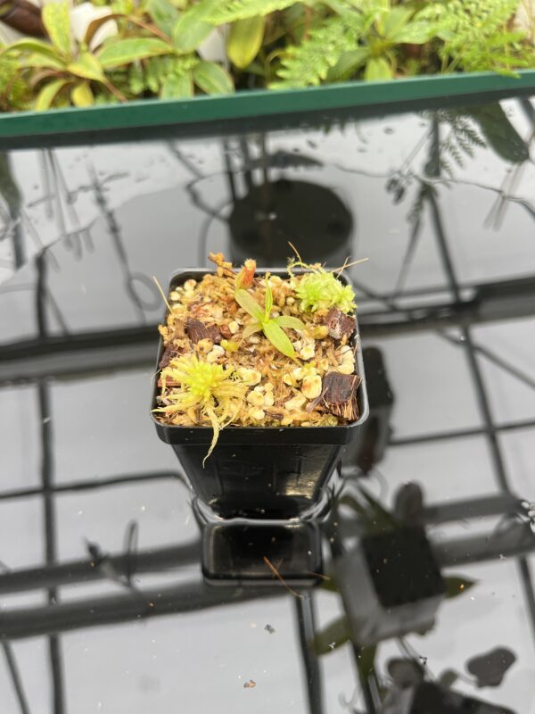 Wide Angle of Nepenthes mollis x diabolica #2 | Florae Collaborative | FC-441 | 20698
