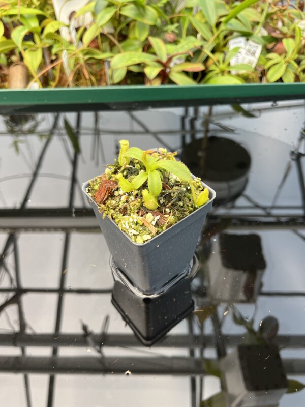 Wide Angle of Nepenthes mollis x eymae | MKS | Florae | Assorted Clones | Florae Collaborative | FC-446 | 20483