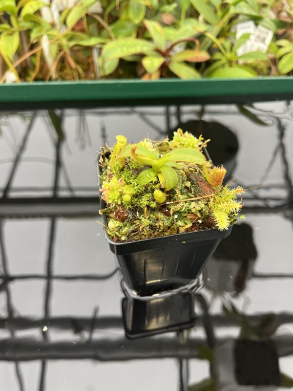 Wide Angle of Nepenthes mollis x eymae | MKS | Florae | Assorted Clones | Florae Collaborative | FC-446 | 20534