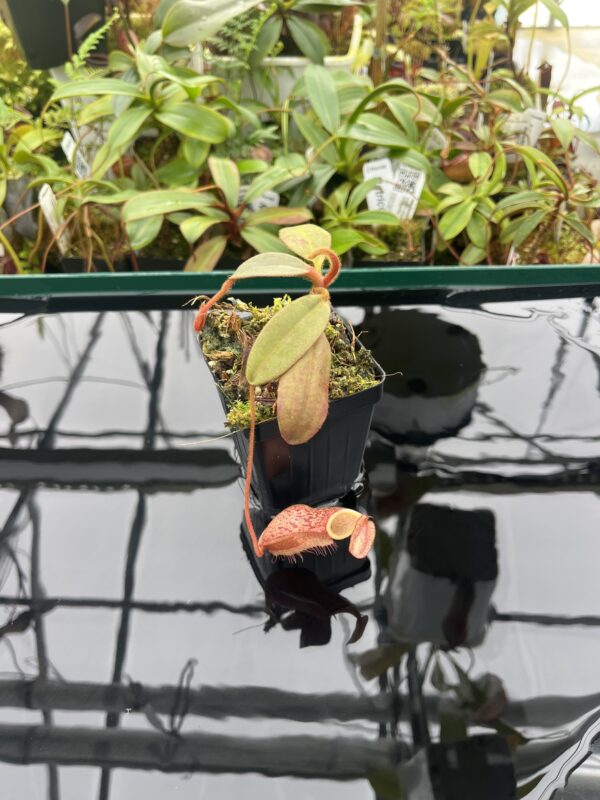 Wide Angle of Nepenthes peltata | Borneo Exotics | BE-4025 | 20364