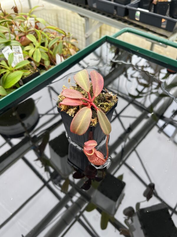 Wide Angle of Nepenthes peltata (Mt. Hamiguitan) | Clone: U7 | Andreas Wistuba | AW-N_pelt.1 | 20374
