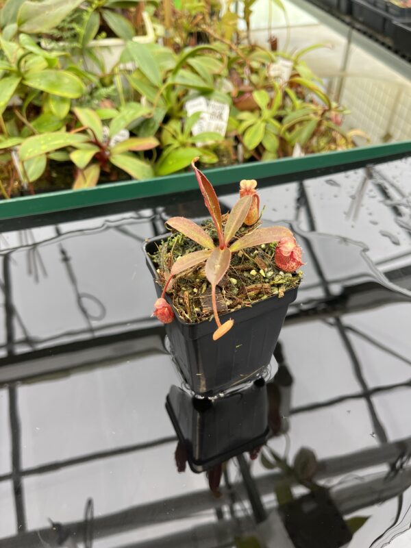 Wide Angle of Nepenthes peltata x aristolochioides | Borneo Exotics | BE-4633 | 20361