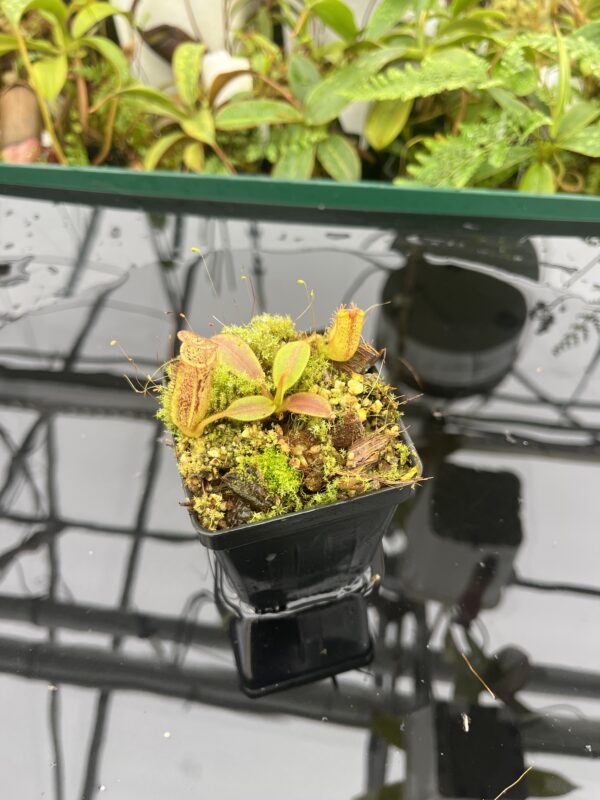 Wide Angle of Nepenthes platychila x dactylifera | Borneo Exotics | BE-3847 | 20667