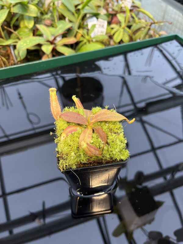 Wide Angle of Nepenthes platychila x palawanensis | PT | Florae Collaborative | FC-347.08 | 20438