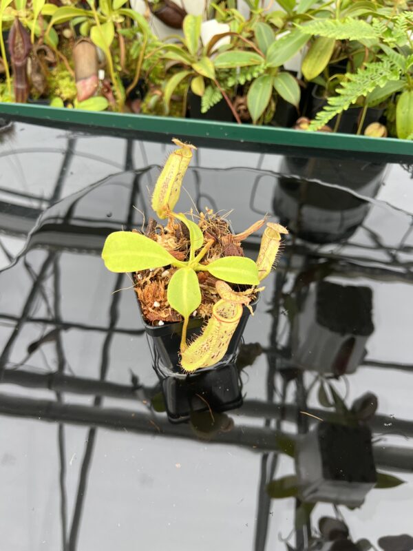 Wide Angle of Nepenthes platychila x robcantleyi | Borneo Exotics | BE-3946 | 20654