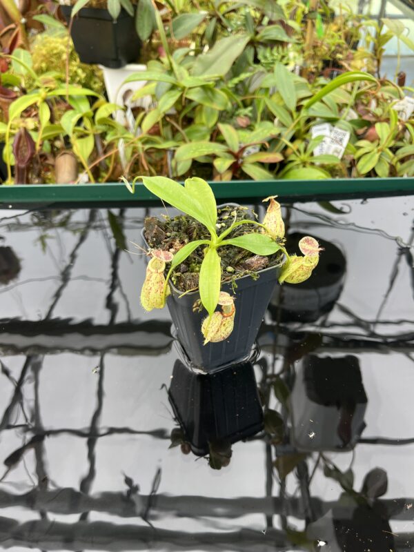 Wide Angle of Nepenthes rafflesiana | Borneo Exotics | BE-4519 | 20473