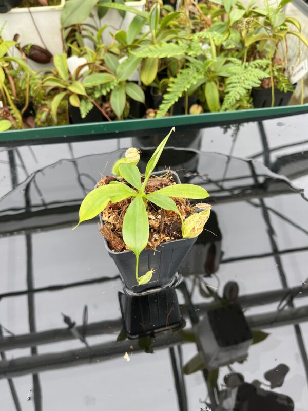 Wide Angle of Nepenthes rafflesiana | Borneo Exotics | BE-4519 | 20603