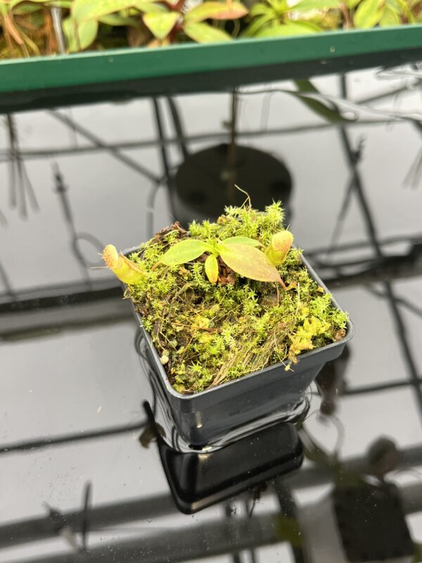 Wide Angle of Nepenthes rajah {mix of clones, Mt. Tambuyukon, Borneo, 2500m} | Best Carnivorous Plants | BCP-2006 | 20557