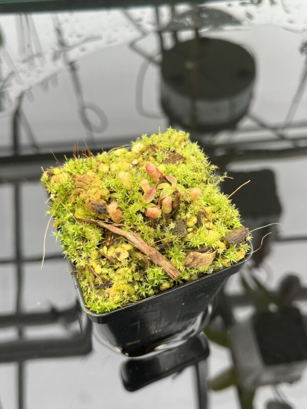 Wide Angle of Nepenthes rajah {mix of clones, Mt. Tambuyukon, Borneo, 2500m} | Best Carnivorous Plants | BCP-2006 | 20694