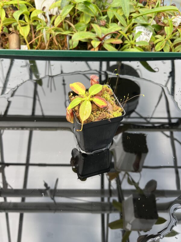 Wide Angle of Nepenthes rajah x burbidgeae | Borneo Exotics | BE-4612 | 20593