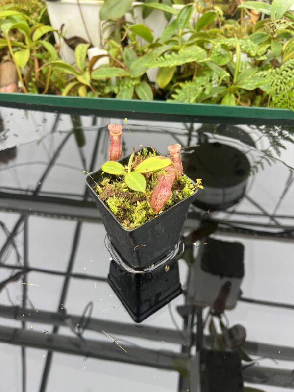 Wide Angle of Nepenthes rajah x burbidgeae | Borneo Exotics | BE-4612 | 20663